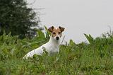 JACK RUSSEL 198